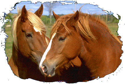 mes cheveaux